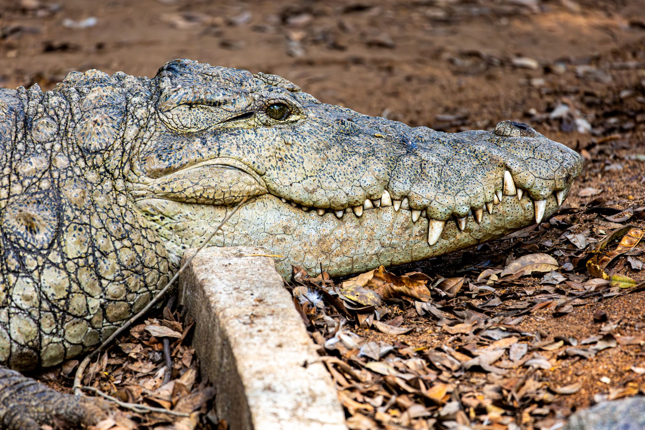 Agator Alligator Resting on Dry Leaves in Natural Habitat · Free Stock Photo