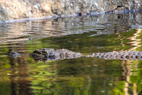 Free A crocodile camouflaged and gliding in green reflective water, showcasing nature's stealth. Stock Photo