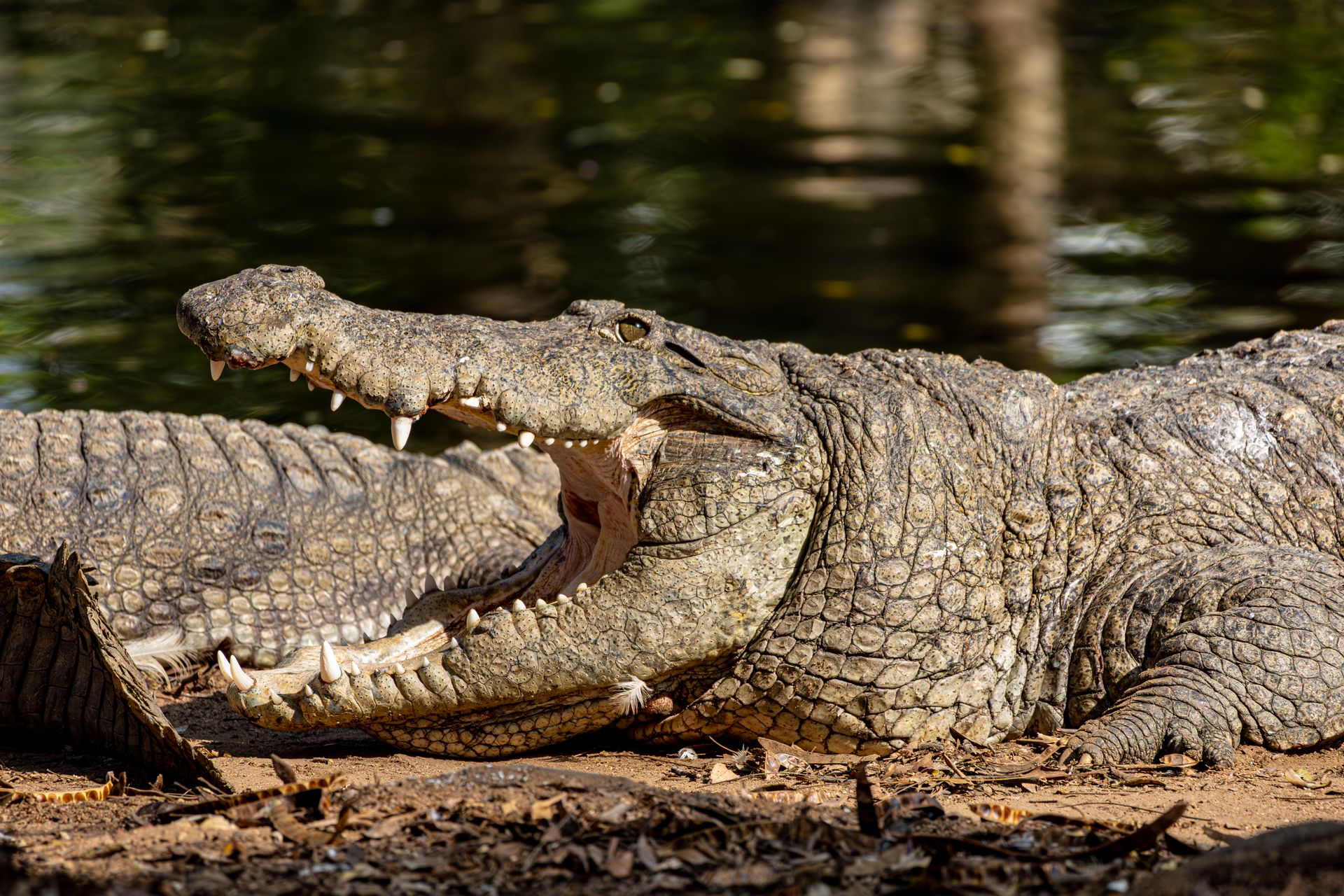 Majestic Nile crocodile basking by a pond in its natural habitat under bright sunlight.