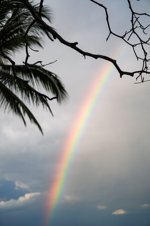 Free A colorful rainbow arcs through the sky near silhouetted palm leaves. Stock Photo