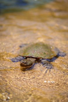 turtle photo
