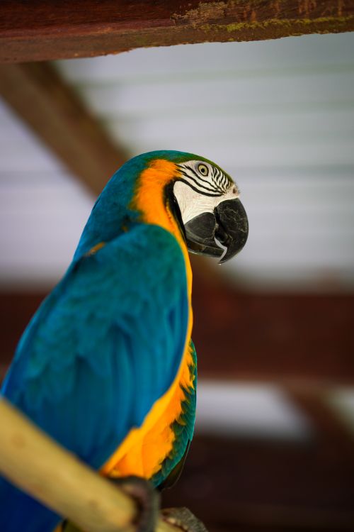 Free Vibrant blue and yellow macaw resting on a perch indoors, showcasing its stunning plumage. Stock Photo