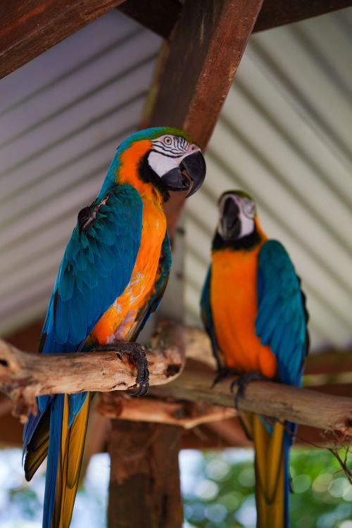 Free Two colorful blue and gold macaws perched indoors on wooden branches. Stock Photo