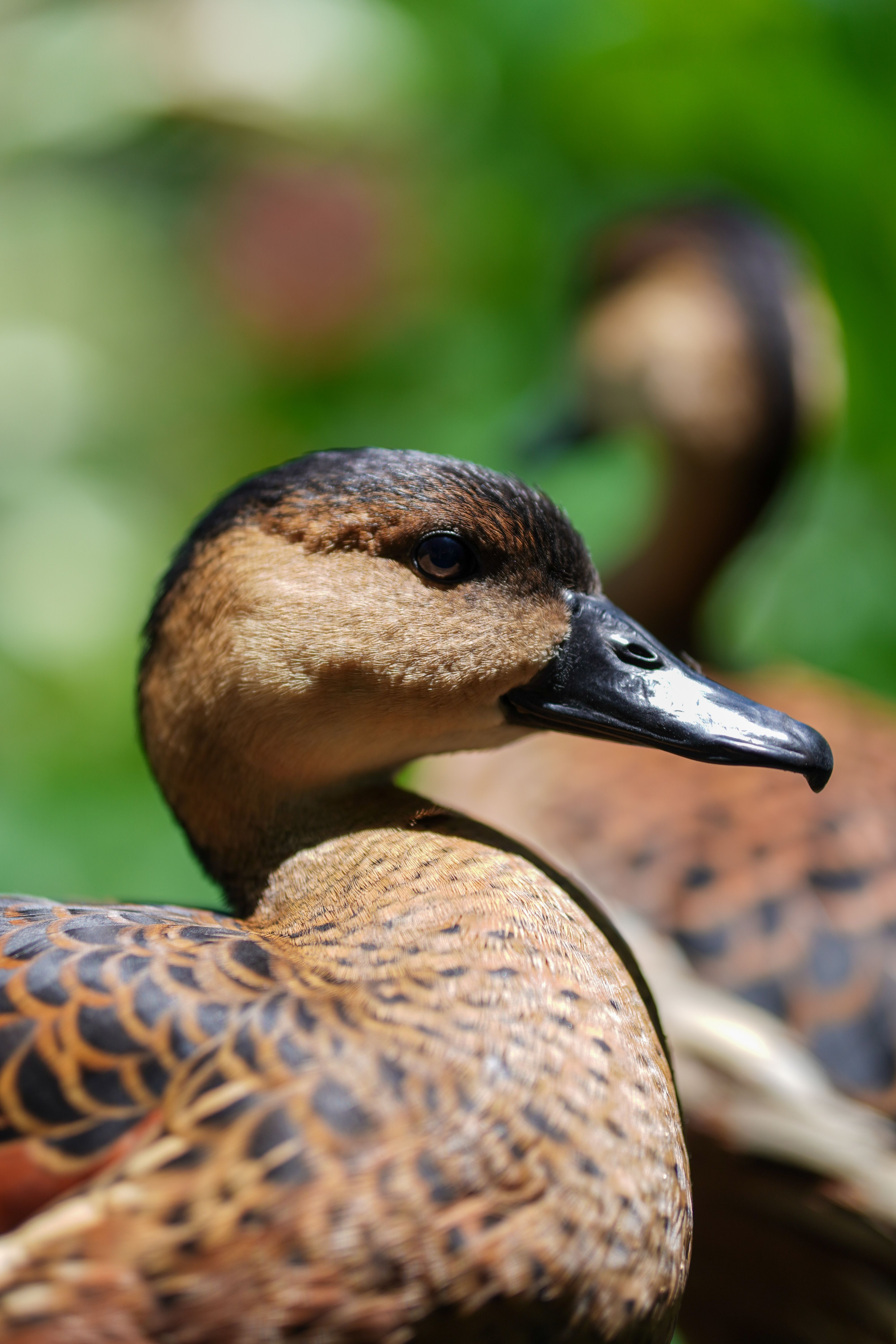 Close-up of Wild Ducks in Natural Habitat · Free Stock Photo