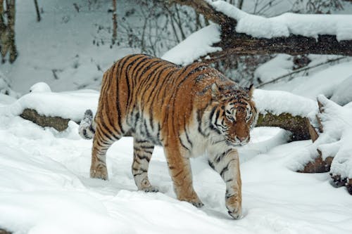 雪の上の虎