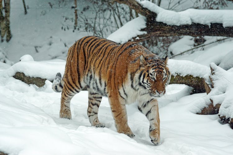 Tiger On Snow