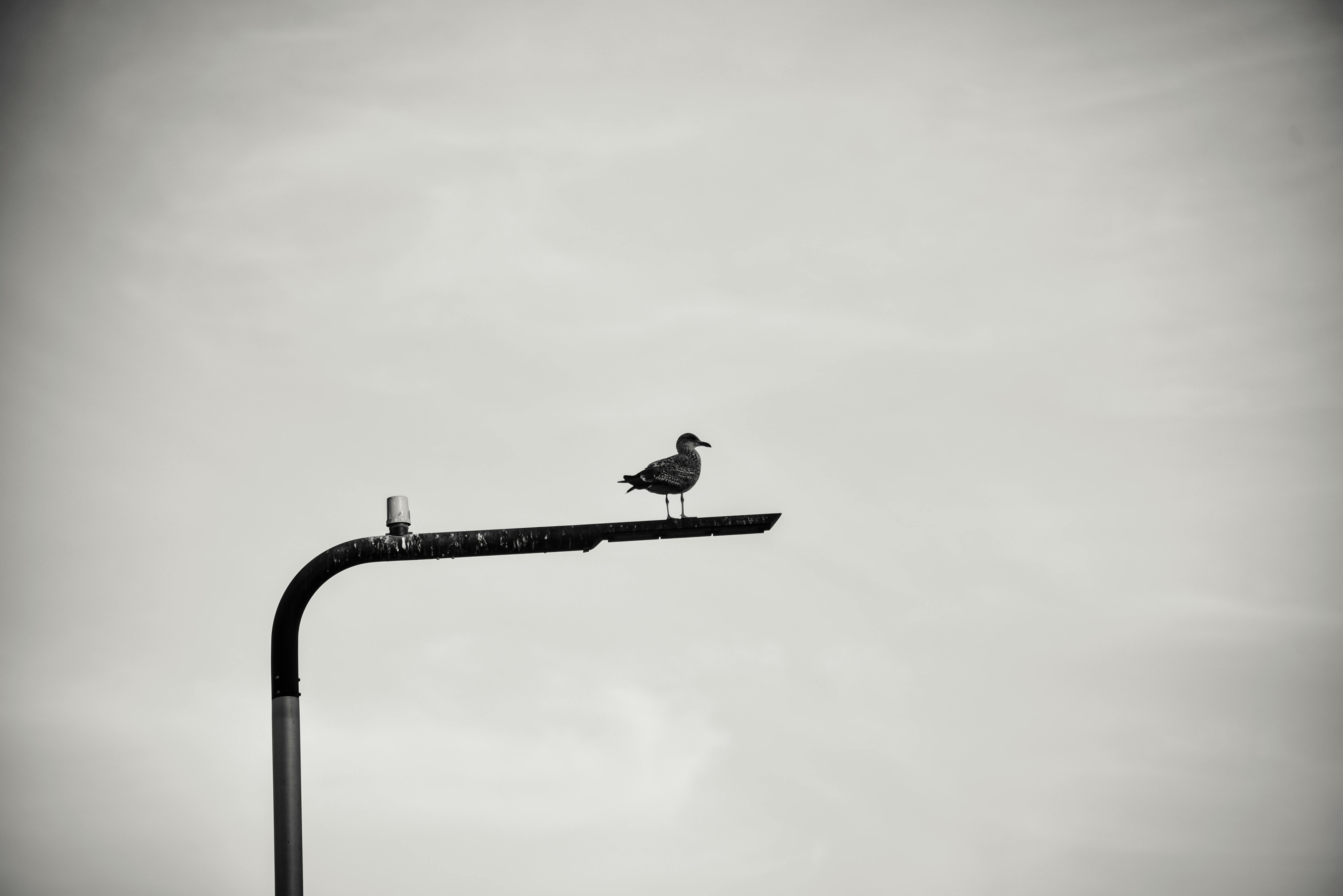 Free A solitary seagull perched on a street light against a cloudy sky in Agadir, Morocco. Stock Photo
