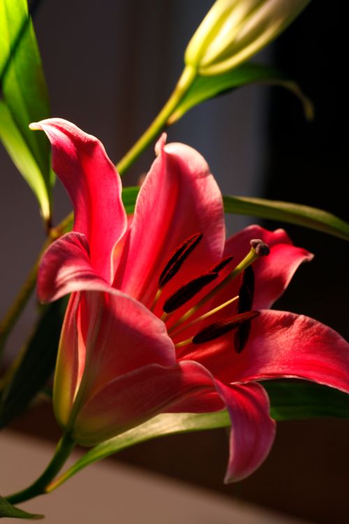 Free Stunning close-up of a vivid pink lily flower with soft lighting effect. Stock Photo