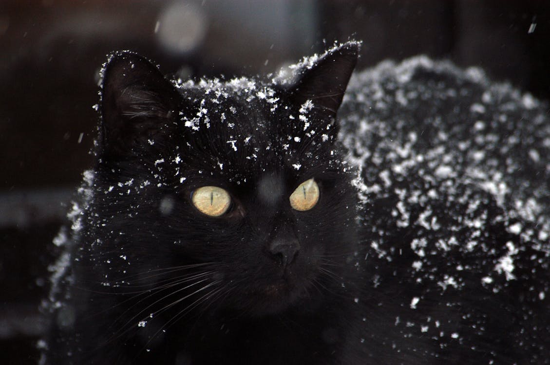 무료 검은 고양이 스톡 사진