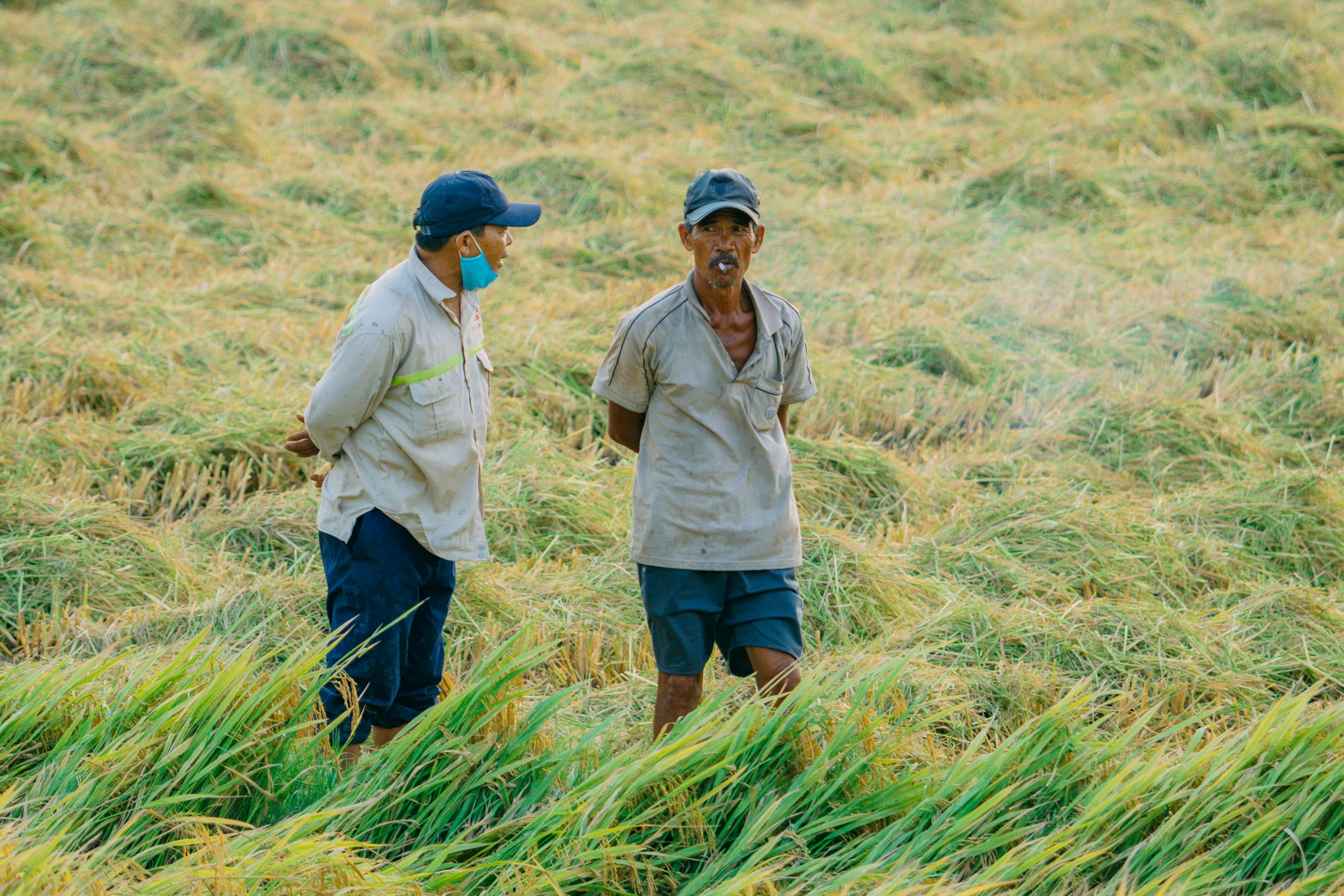 Year-end financial planning for farmers — Photo by Vũ  Bụi on Pexels