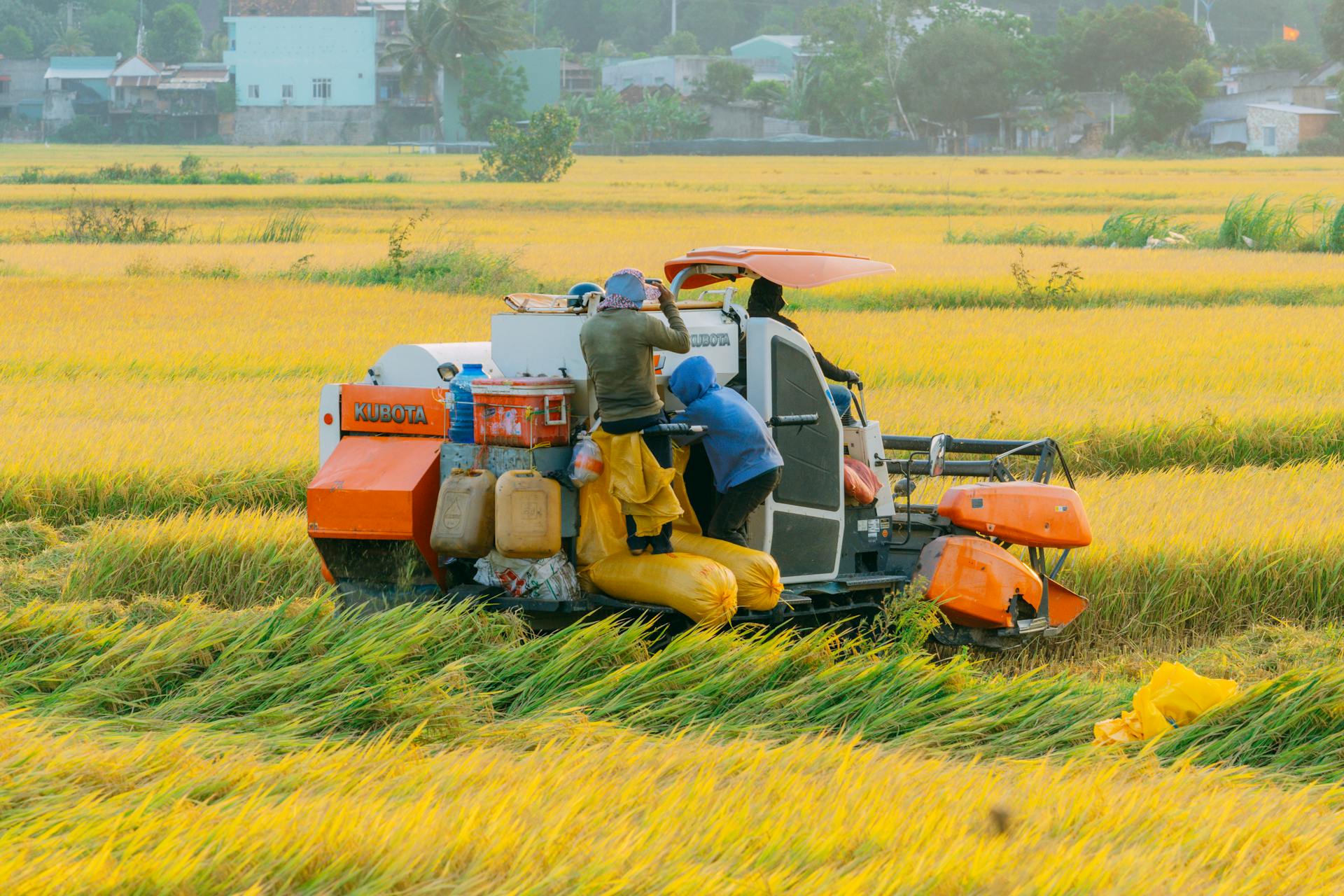 Farmers operating a harvester in lush yellow rice fields of Quy Nhơn, Vietnam.