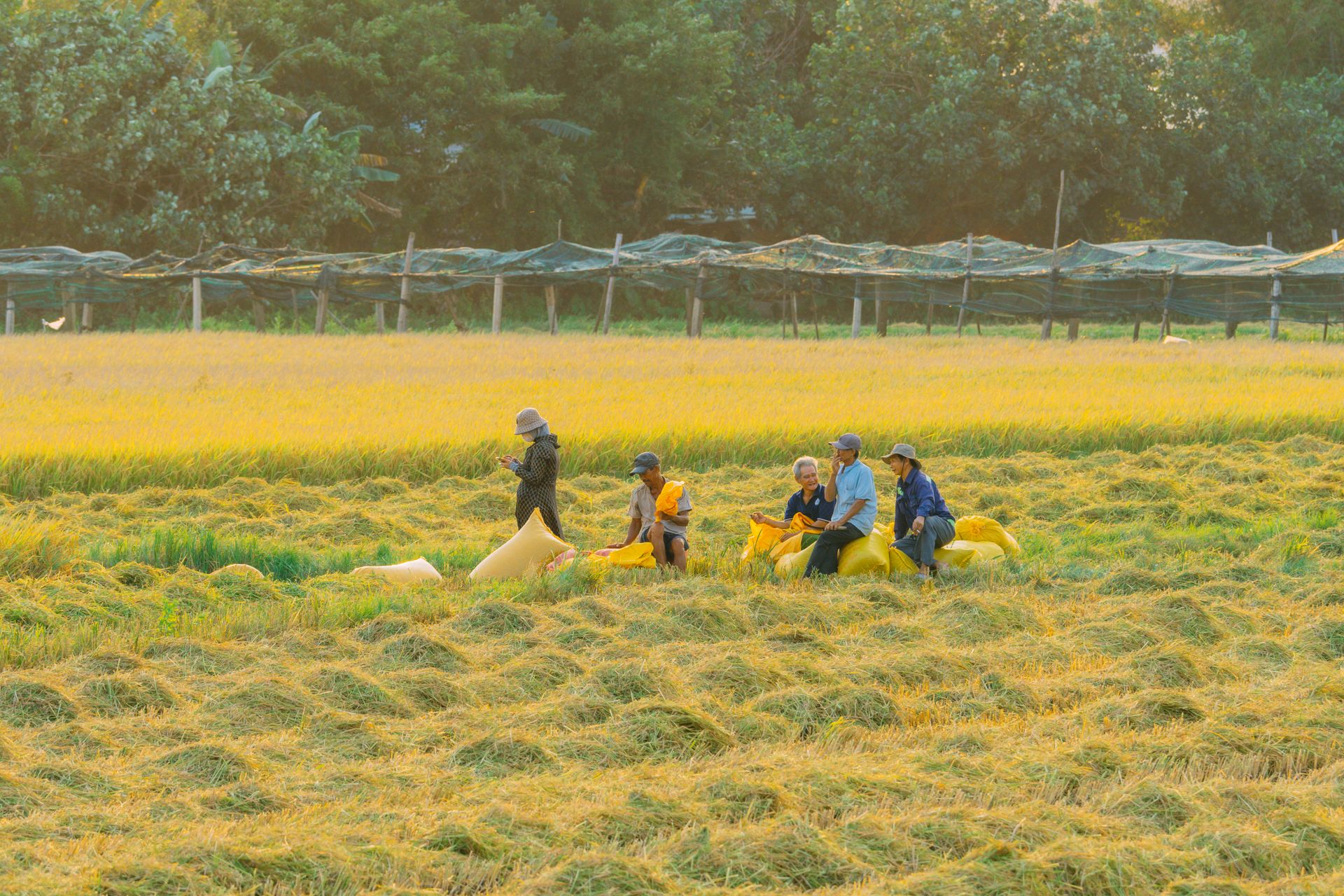 Farmers working in a rice field in Quy Nhơn, Vietnam during harvest season under sunlight.