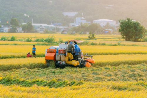 Free Farmers harvesting rice with machinery in Quy Nhơn, vibrant yellow fields, sunny day. Stock Photo