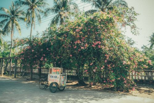 Free A vintage ice cream cart parked under a vibrant flowering tree in a tropical setting. Stock Photo