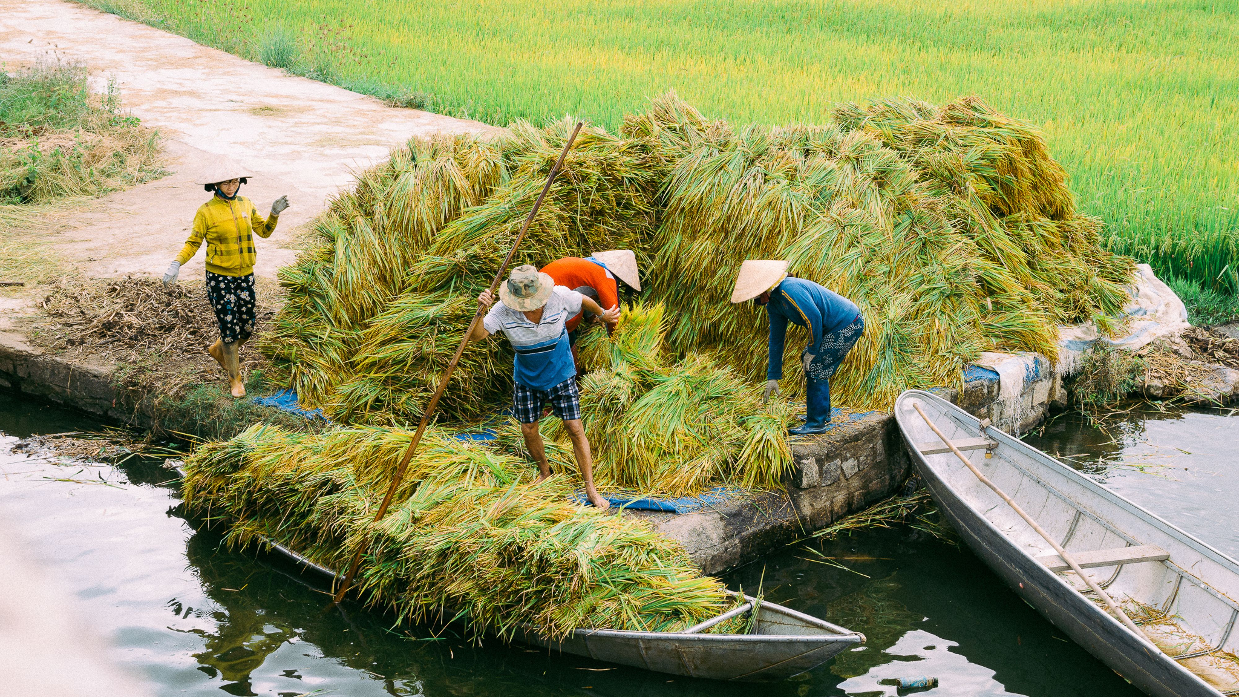 Farmers Harvesting Rice in Rural Canal Scene · Free Stock Photo