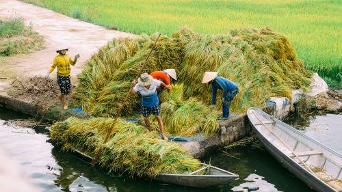 Free Farmers in straw hats harvest rice near a rural canal. Traditional scene. Stock Photo