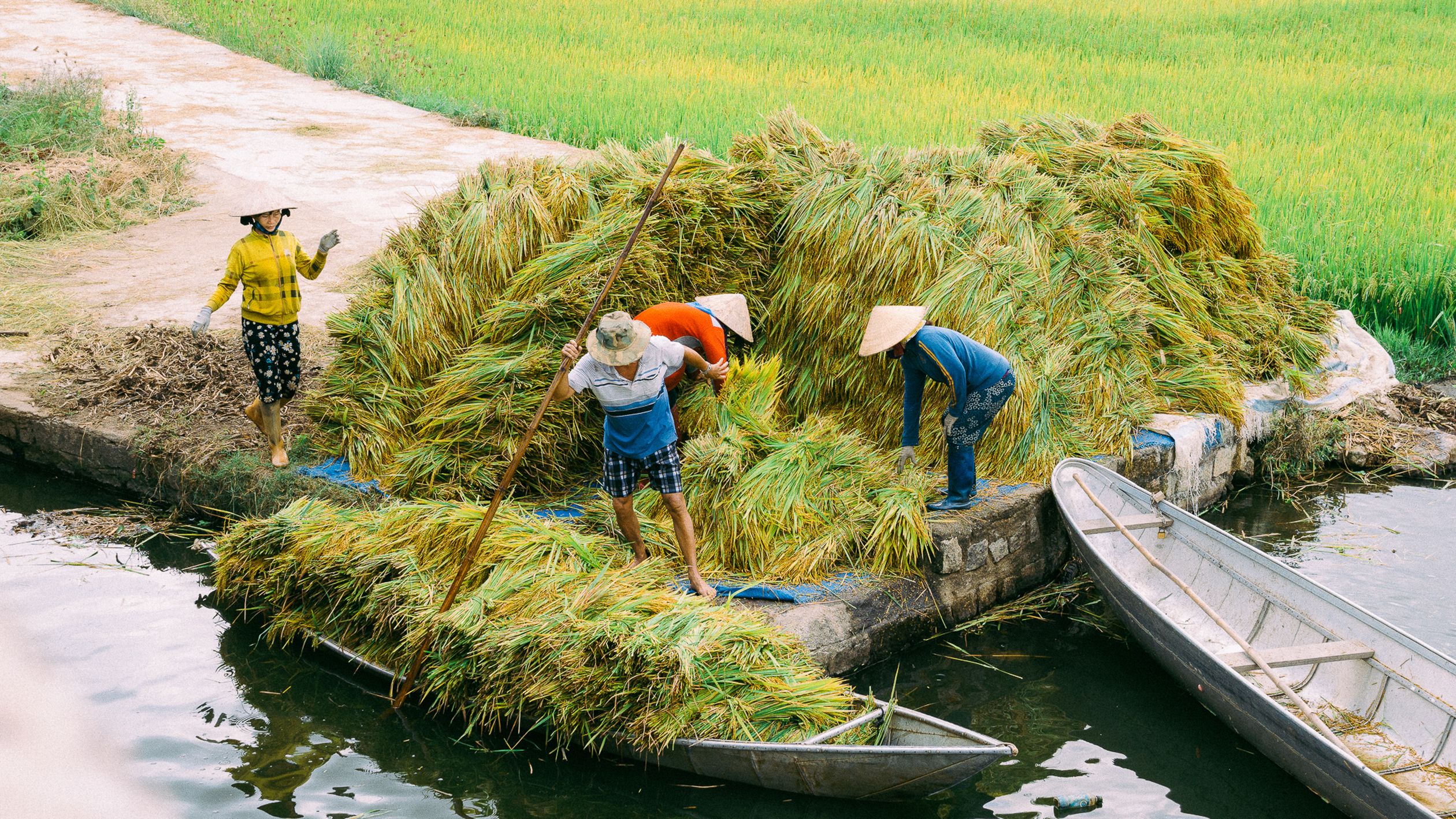 Farmers Harvesting Rice in Rural Canal Scene · Free Stock Photo