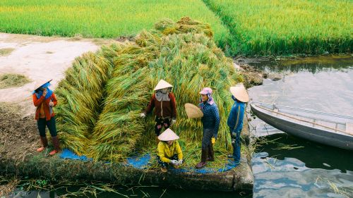 Free Asian farmers in traditional hats gather harvested rice near a rustic riverbank. Stock Photo