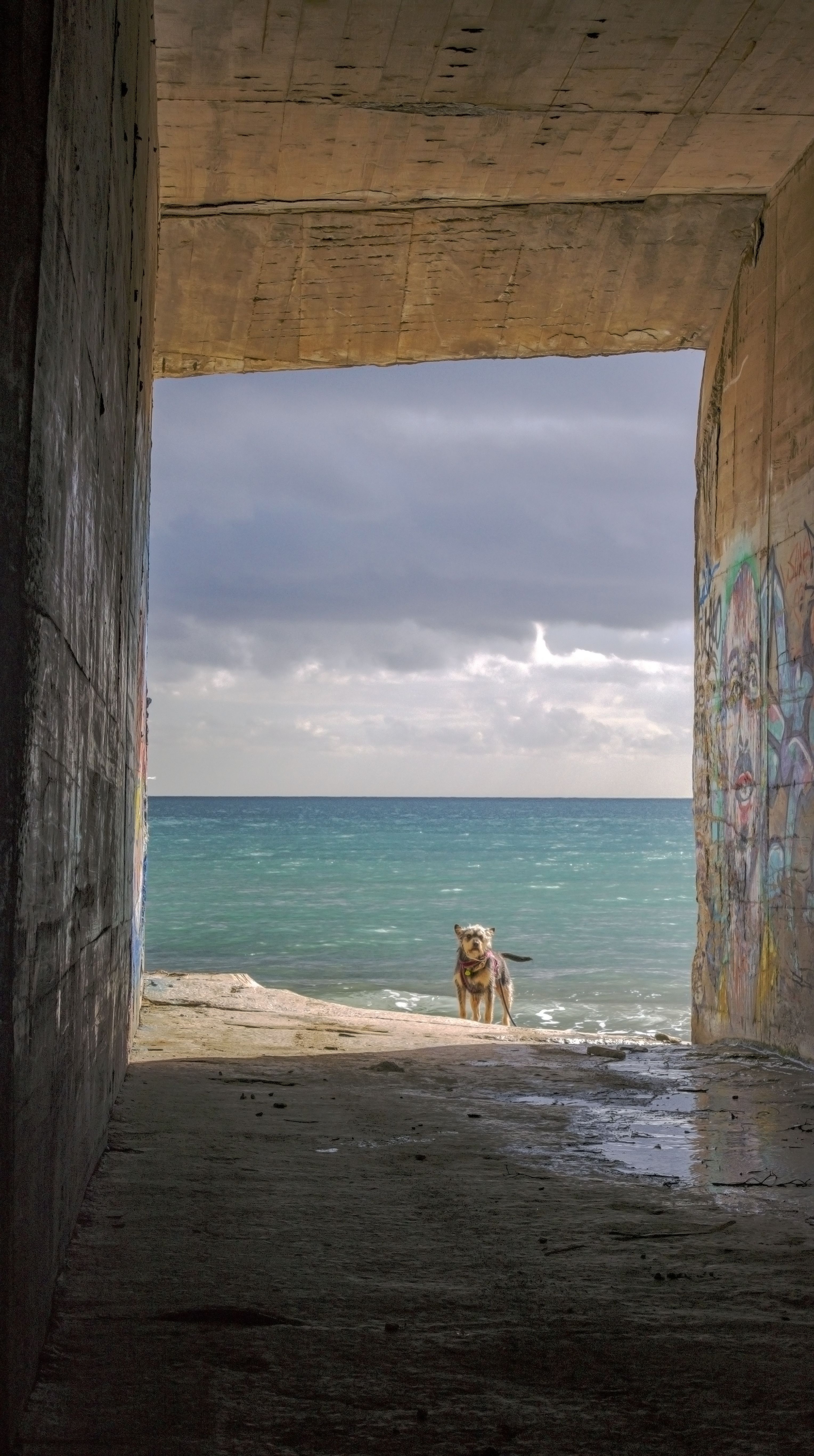 Dog Blue Backround Photos, Download The BEST Free Dog Blue Backround ...
