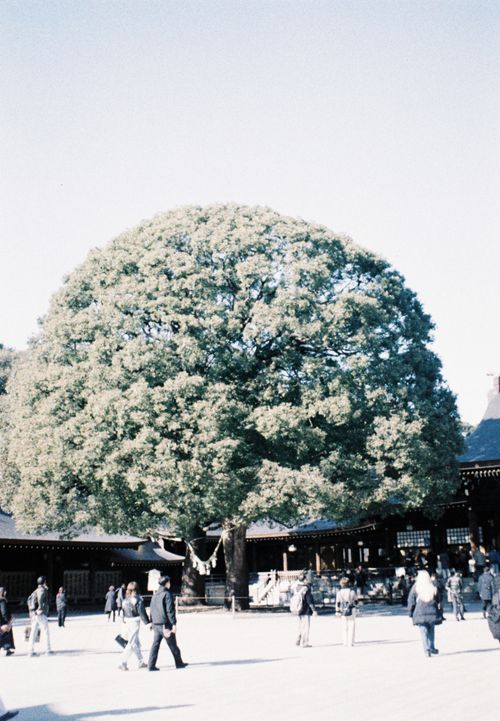 Free A large tree stands prominently in a crowded Japanese shrine with people exploring the surroundings. Stock Photo