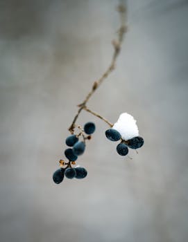 A macro shot of black berries with a dusting of snow, capturing a serene winter moment.