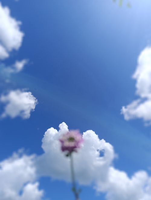 Free Flor FloWer ❤️ Stock Photo