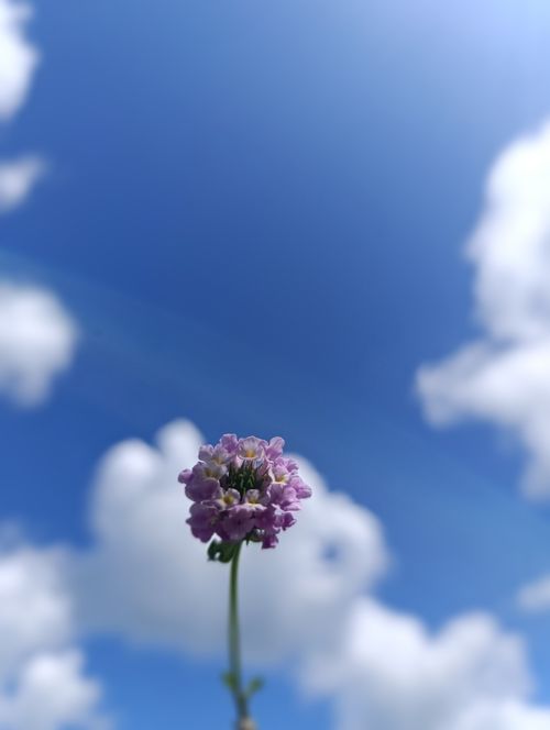 Free 💕 Flower Stock Photo