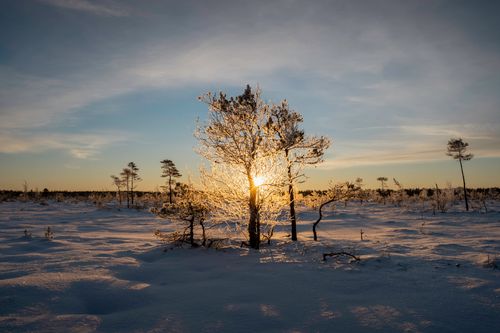 Free Sunrise illuminating frost-covered trees in a snowy winter swamp. Stock Photo