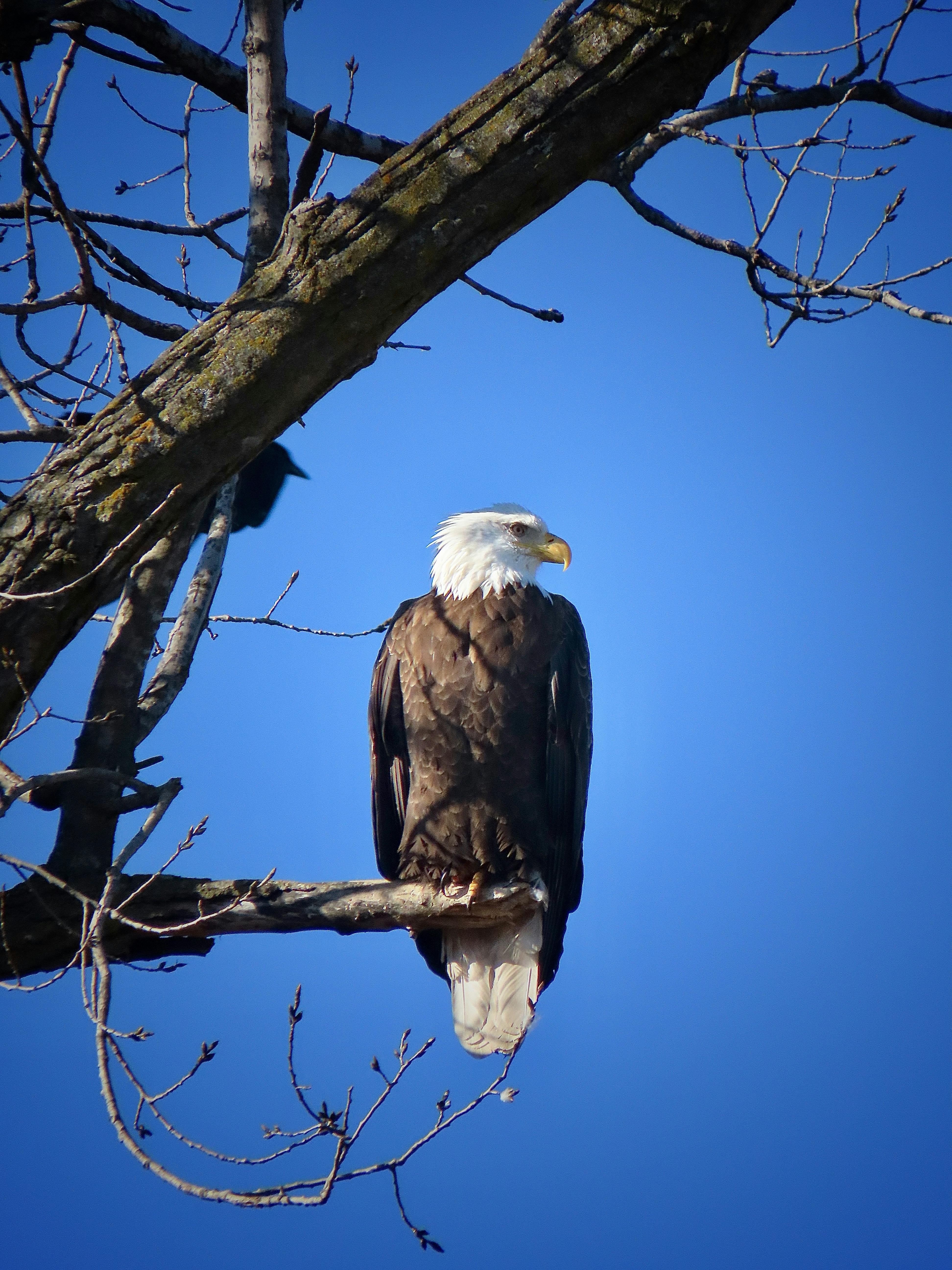 A majestic bald eagle perched on a leafless tree branch against a clear blue sky.