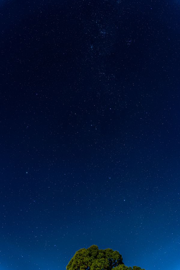 Trees under a Starry Night Sky · Free Stock Photo