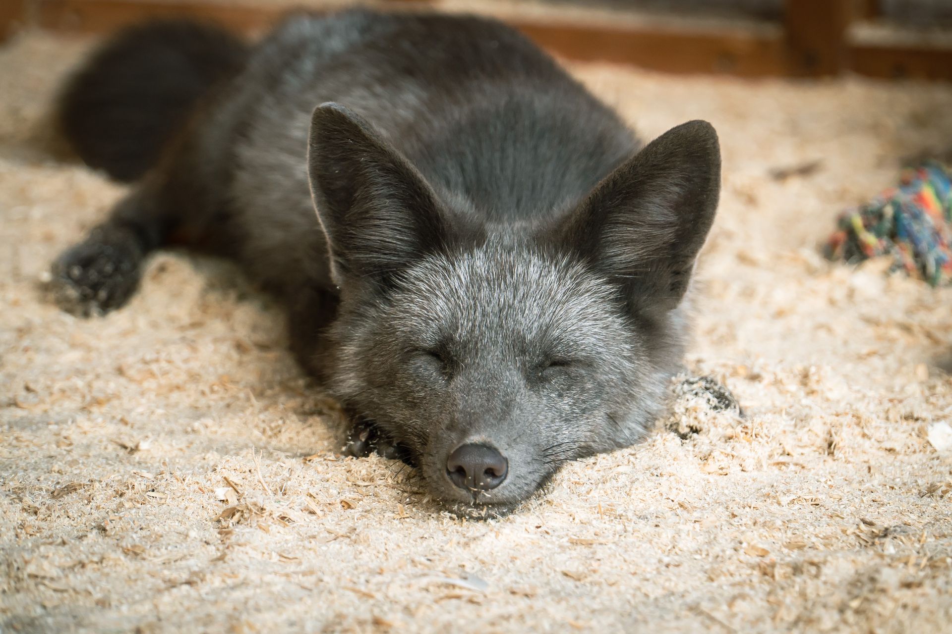 A cute silver fox sleeping peacefully on a bed of sawdust.
