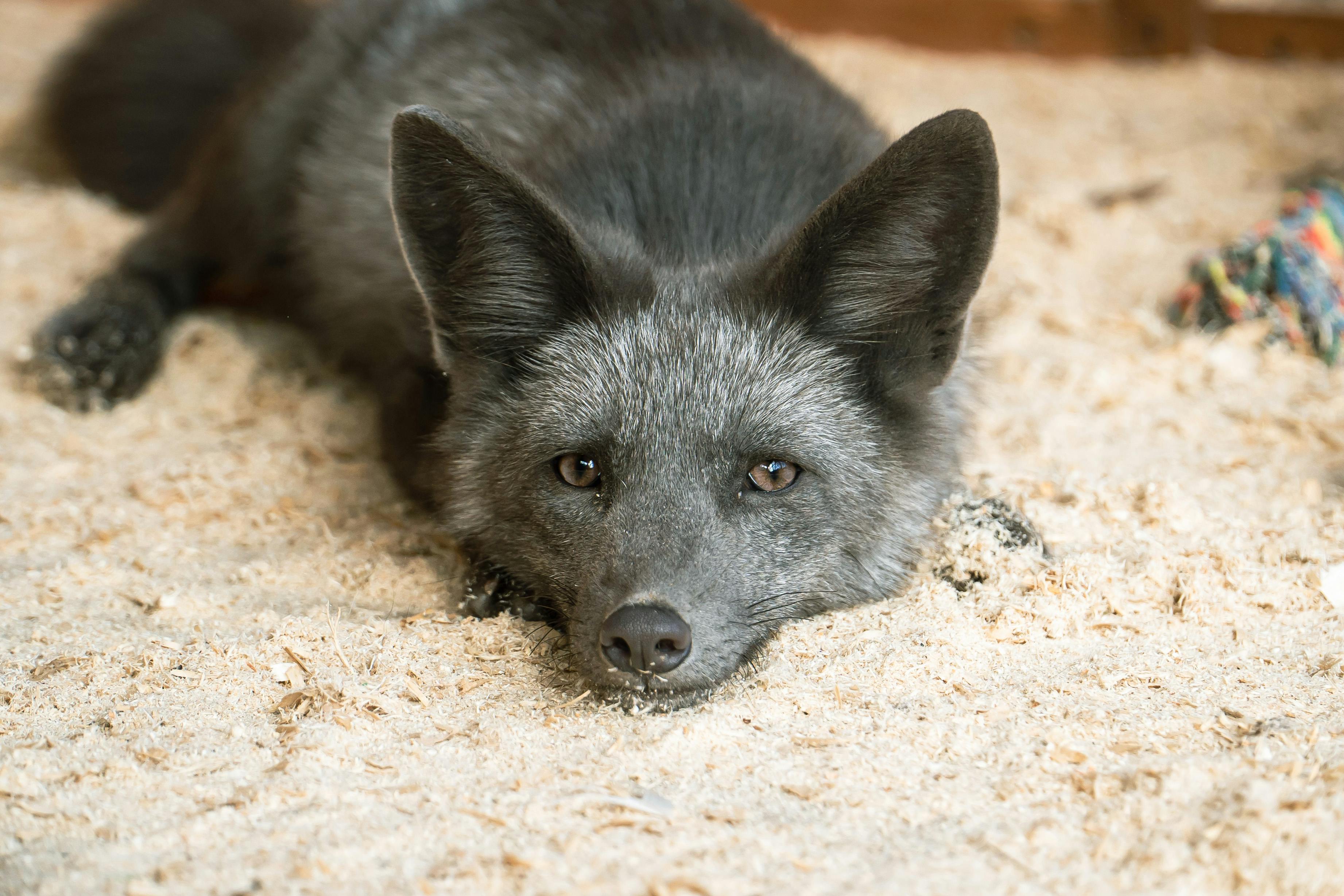 Black fox resting peacefully on sandy ground, close-up portrait.