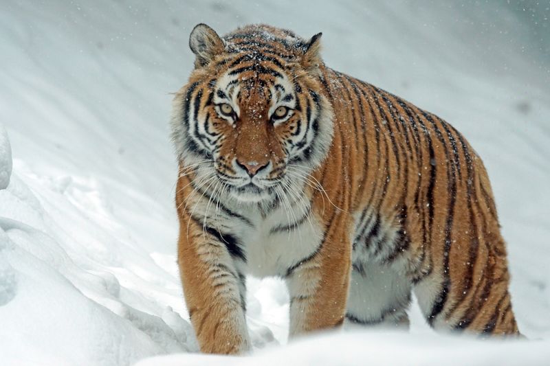 Siberian tiger walking through deep snow