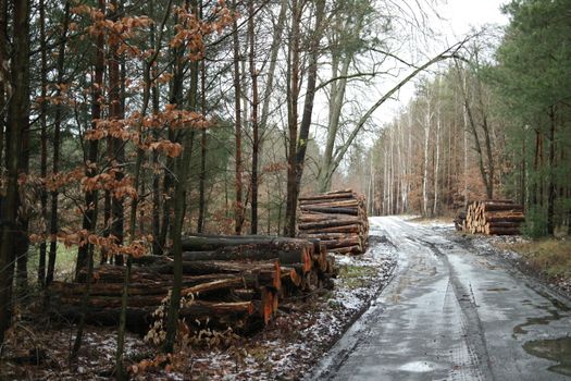 Tranquil forest scene in winter with stacked logs lining a quiet country road.