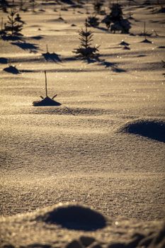Captivating sunset light over a winter landscape with snow and pine trees.