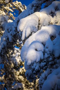 A beautiful winter scene with snowy pine branches illuminated by the sunset glow, creating a serene winter atmosphere.