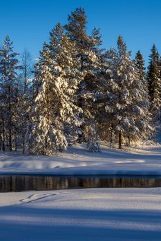 Peaceful winter scene with snow-covered pine trees reflecting on a calm river under a clear sky.