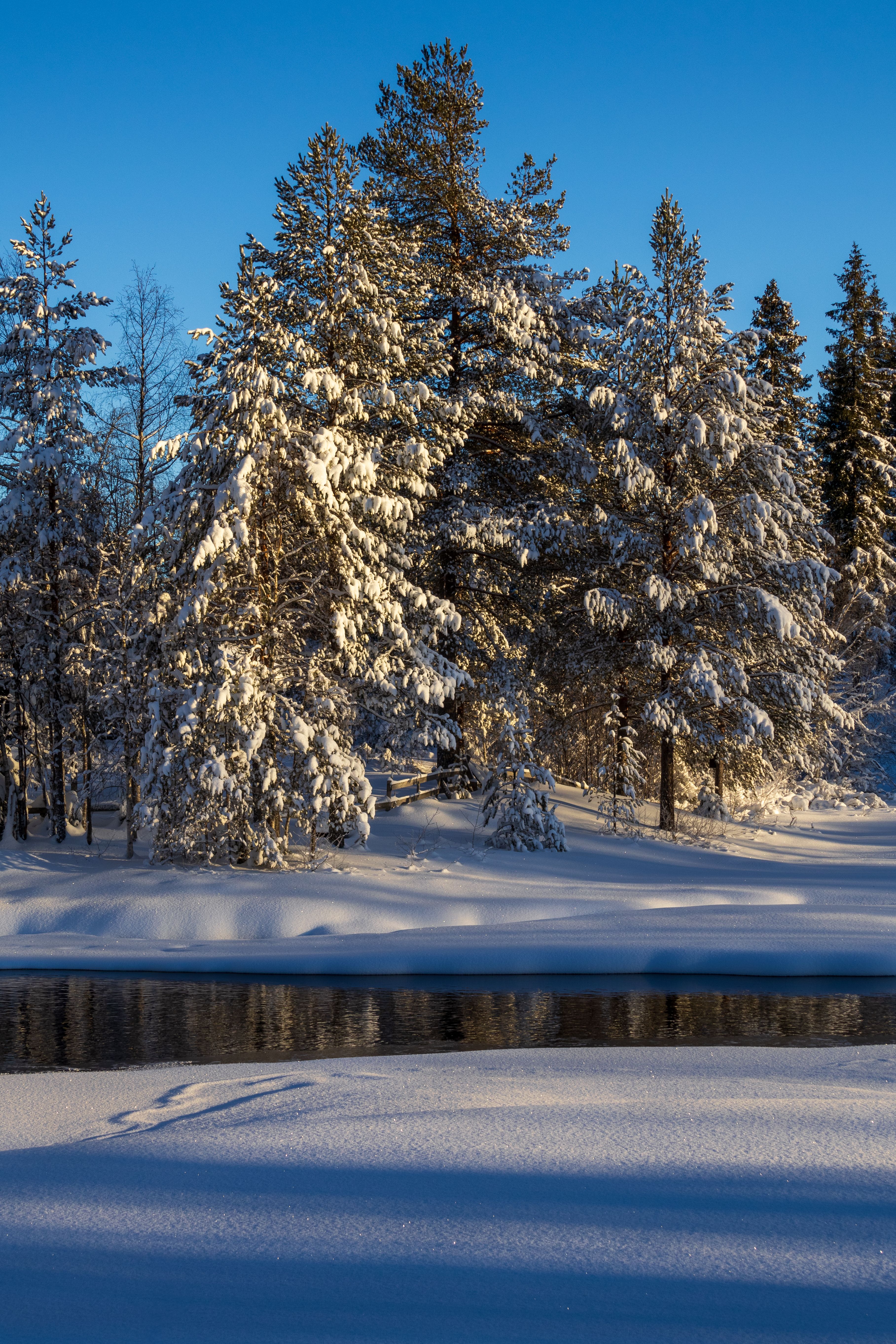 Serene Snow-Covered Pine Trees by a Winter River · Free Stock Photo