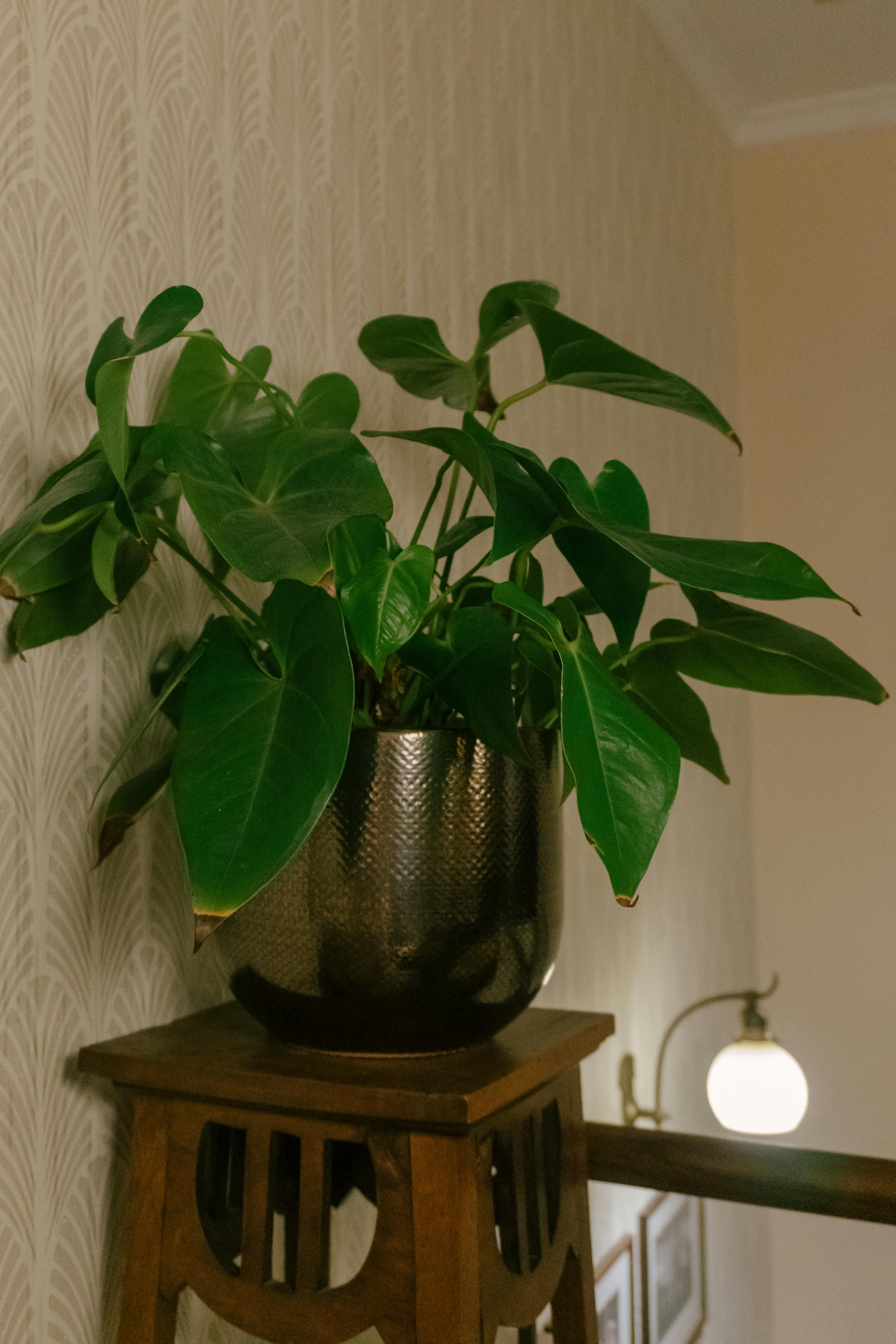 The 8 Best Plant Stands for Your Home Decor & Aesthetics in 2026: Review & Comparison