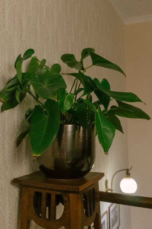 Free A chic indoor plant in a textured metal pot placed on a decorative wooden stand. Stock Photo