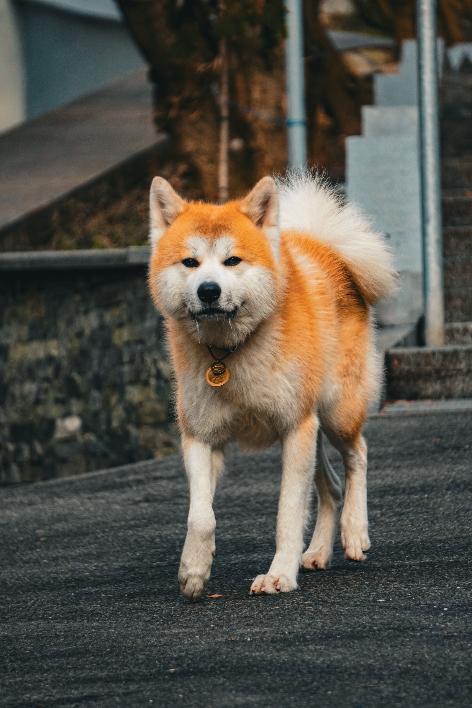 Dog Breed Photos, Download The BEST Free Dog Breed Stock Photos & HD Images