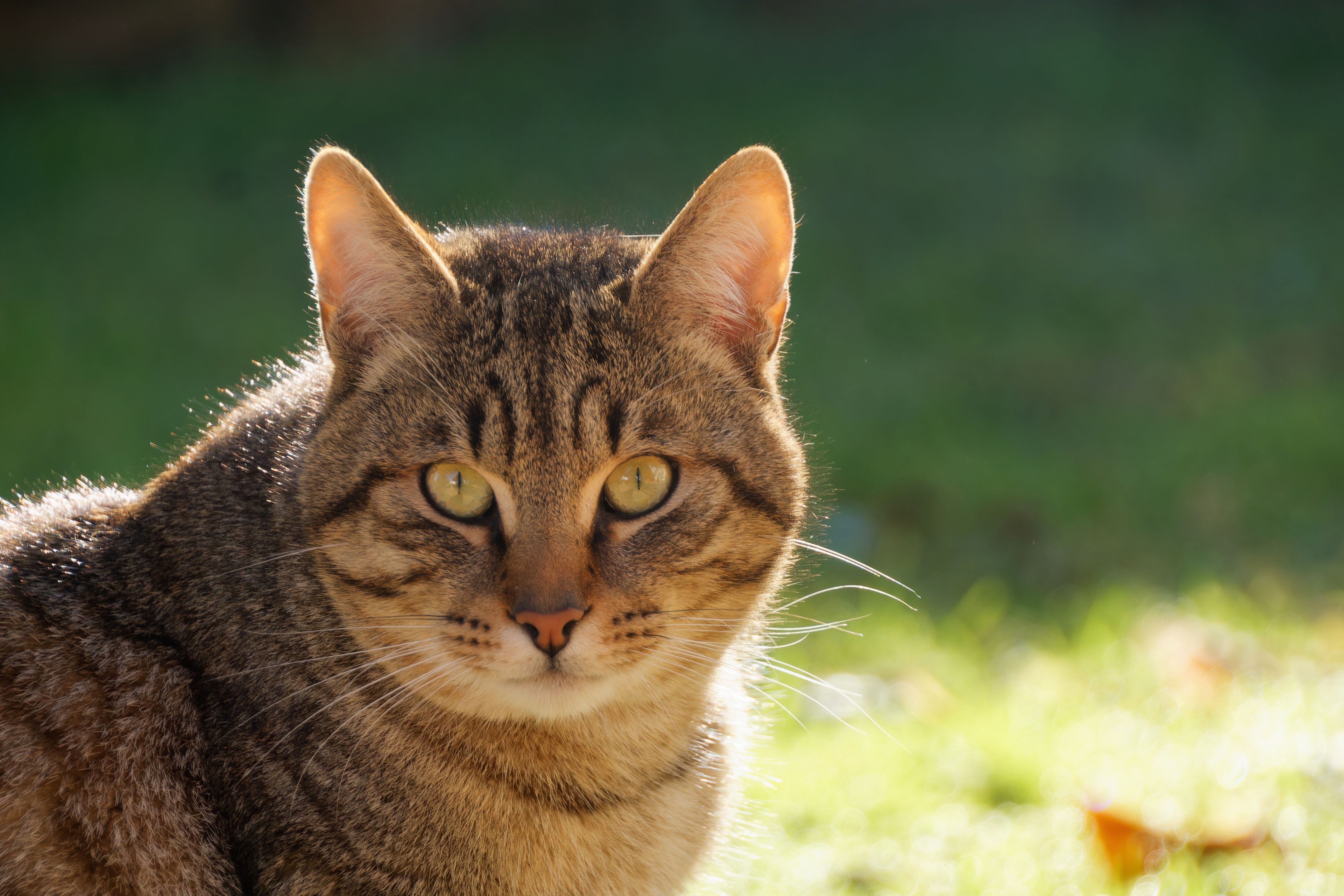 Close-up Portrait of a Domestic Cat Outdoors · Free Stock Photo