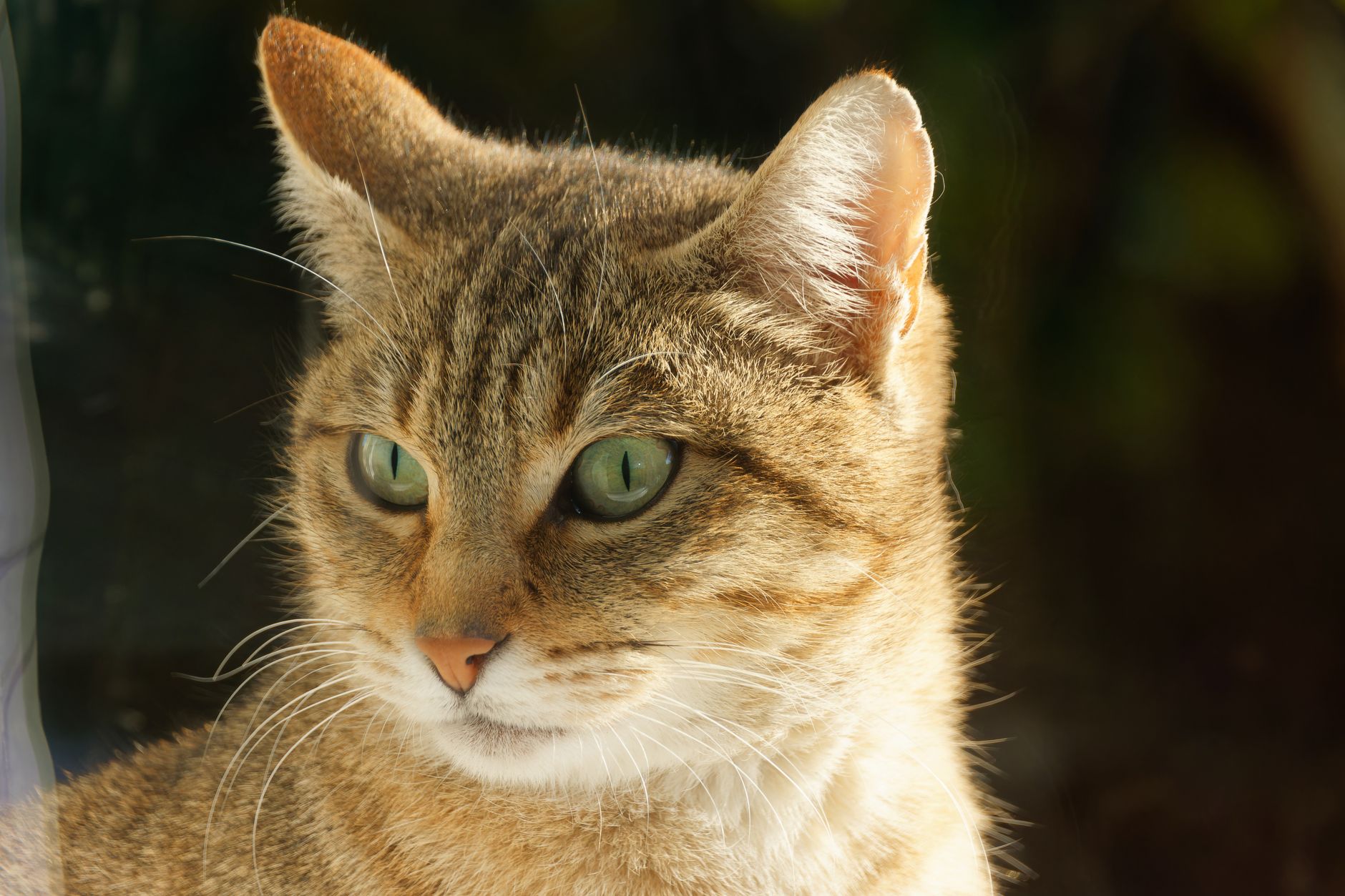 Veterinarian examining a cat during a checkup