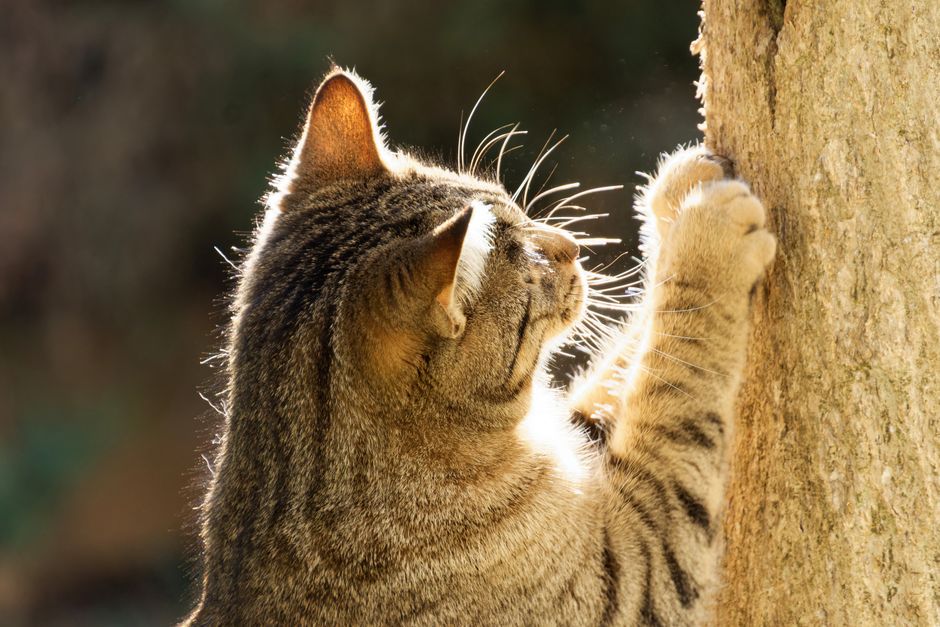Brown tabby cat stretched up a tree trunk with both front paws dug into the bark