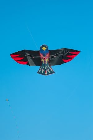 Red Kite Bird Photos, Download The BEST Free Red Kite Bird Stock Photos