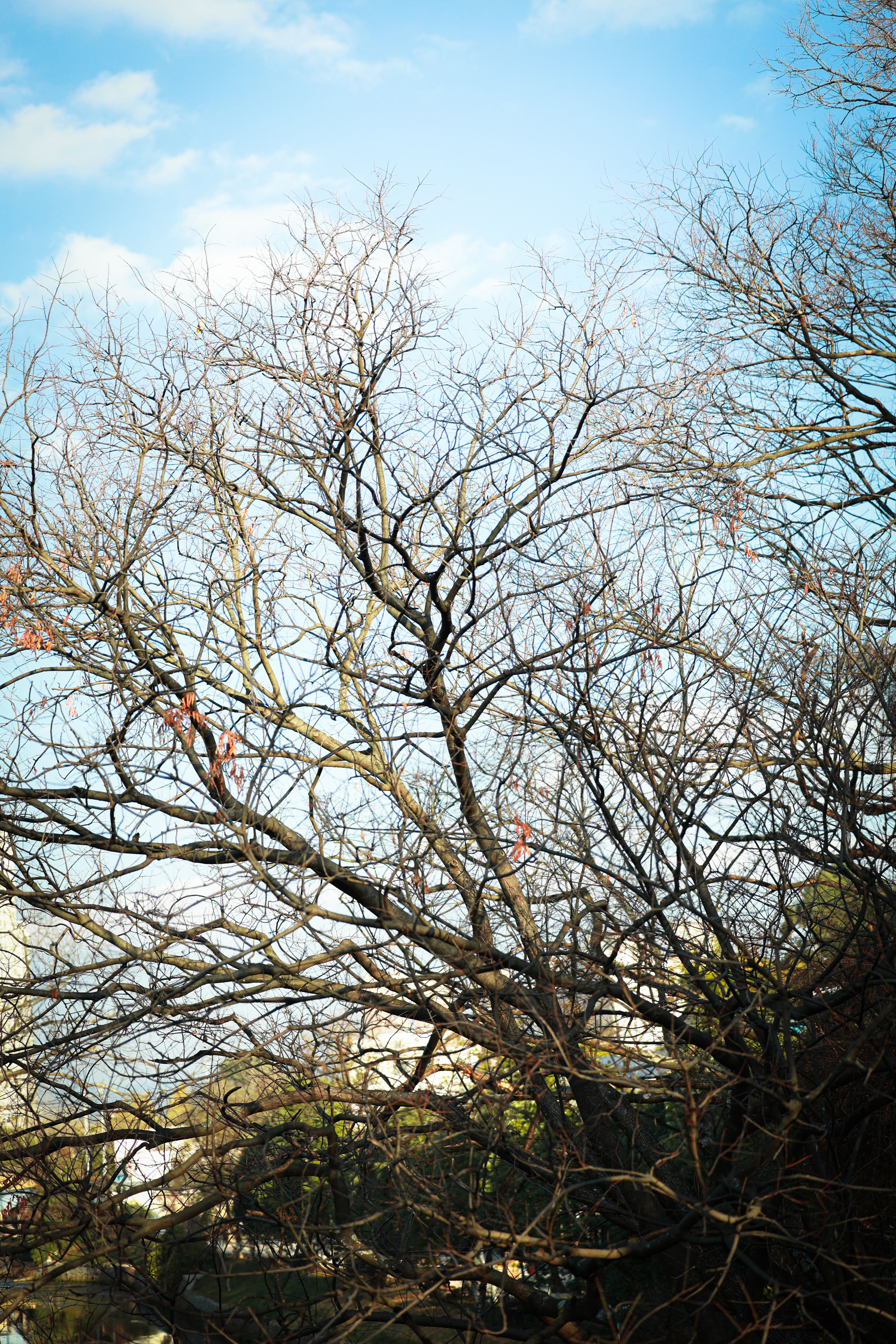 Leafless Branches Against a Clear Blue Sky · Free Stock Photo