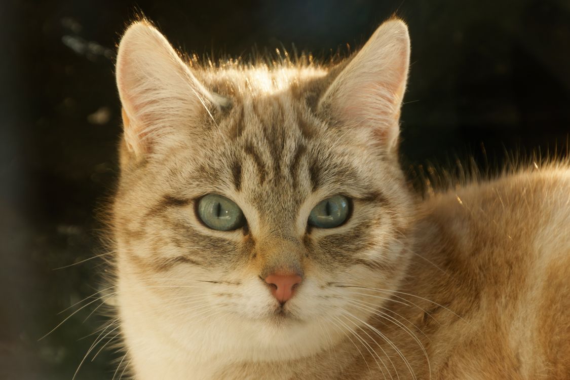 An Cat Close-up Portrait of a Domestic Cat · Free Stock Photo