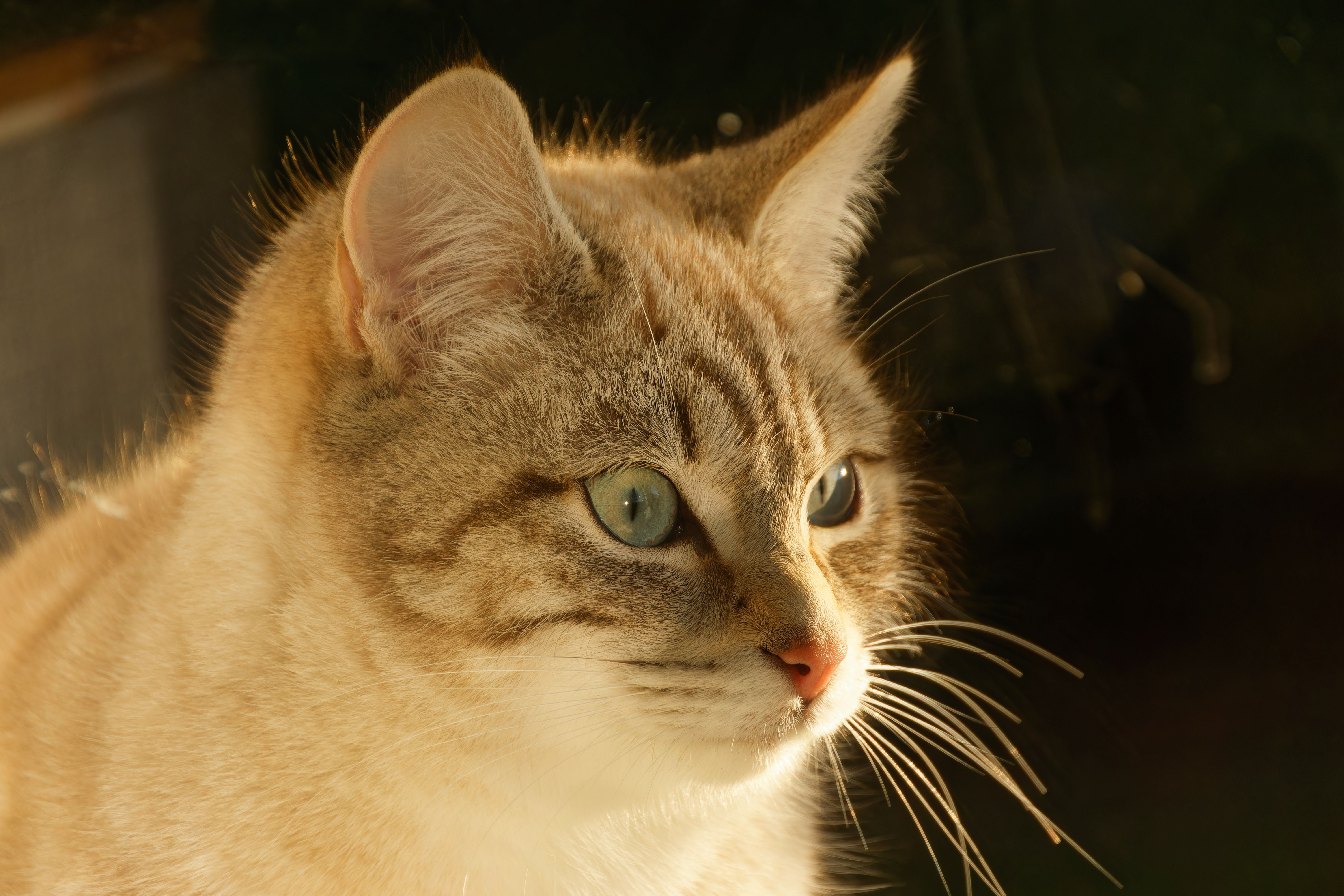 Close-up Portrait of a Domestic Tabby Cat in Sunlight · Free Stock Photo