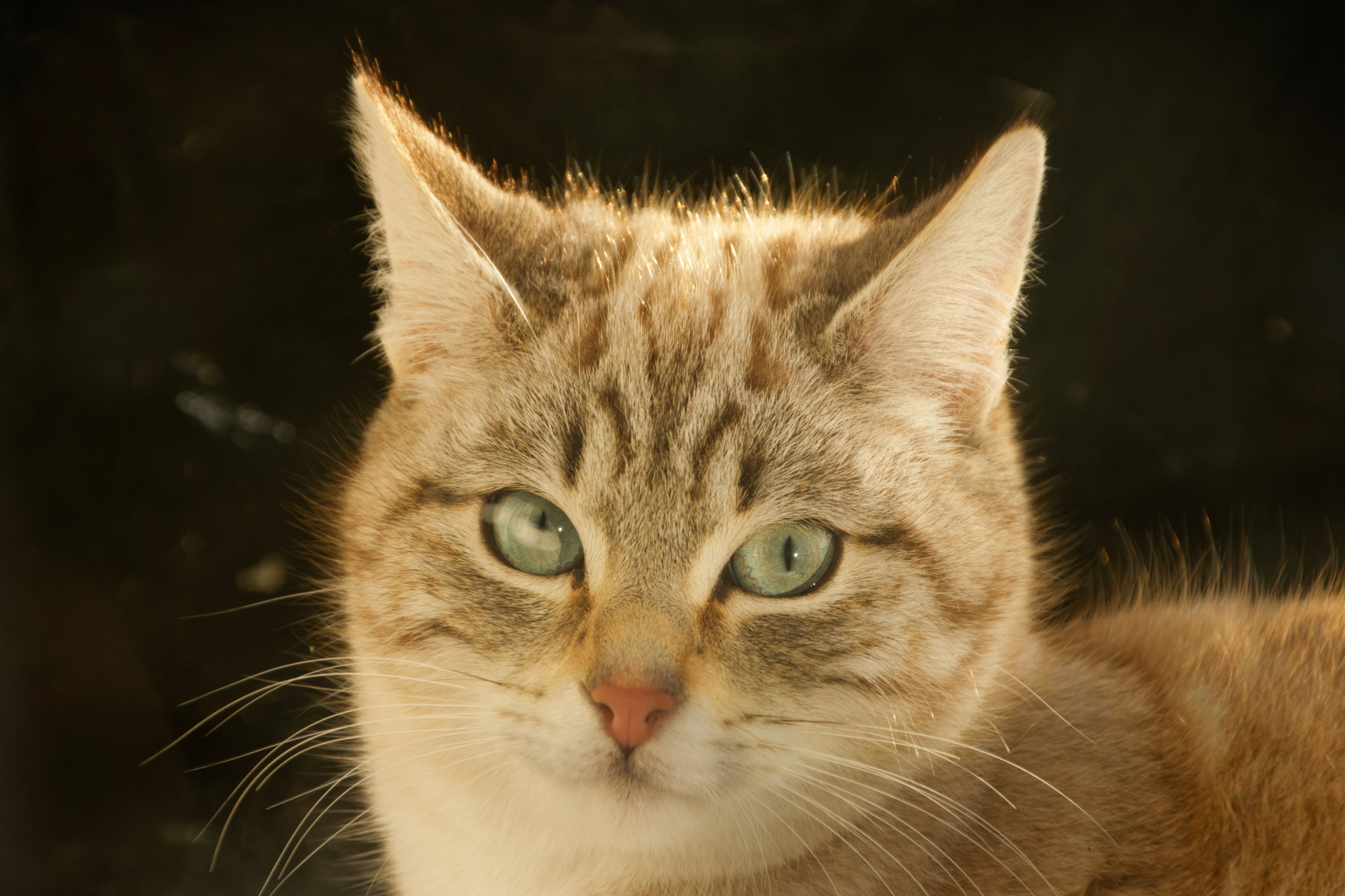 Close-up Portrait of a Domestic Tabby Cat · Free Stock Photo