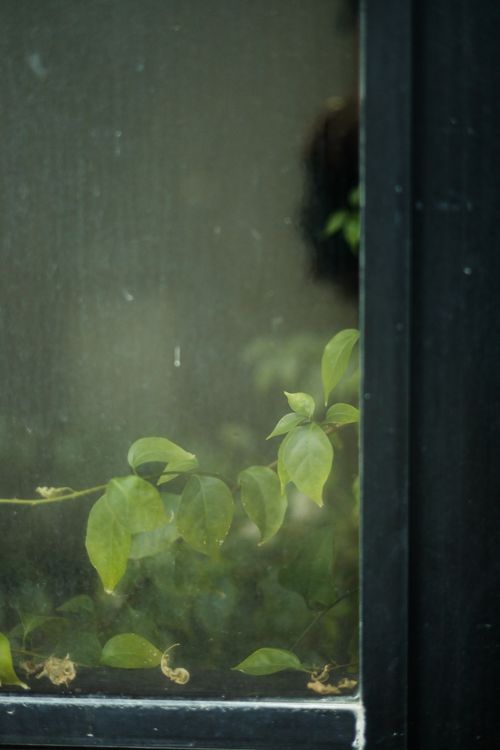 Free A tranquil view of leaves through a misty, aged glass window. Stock Photo